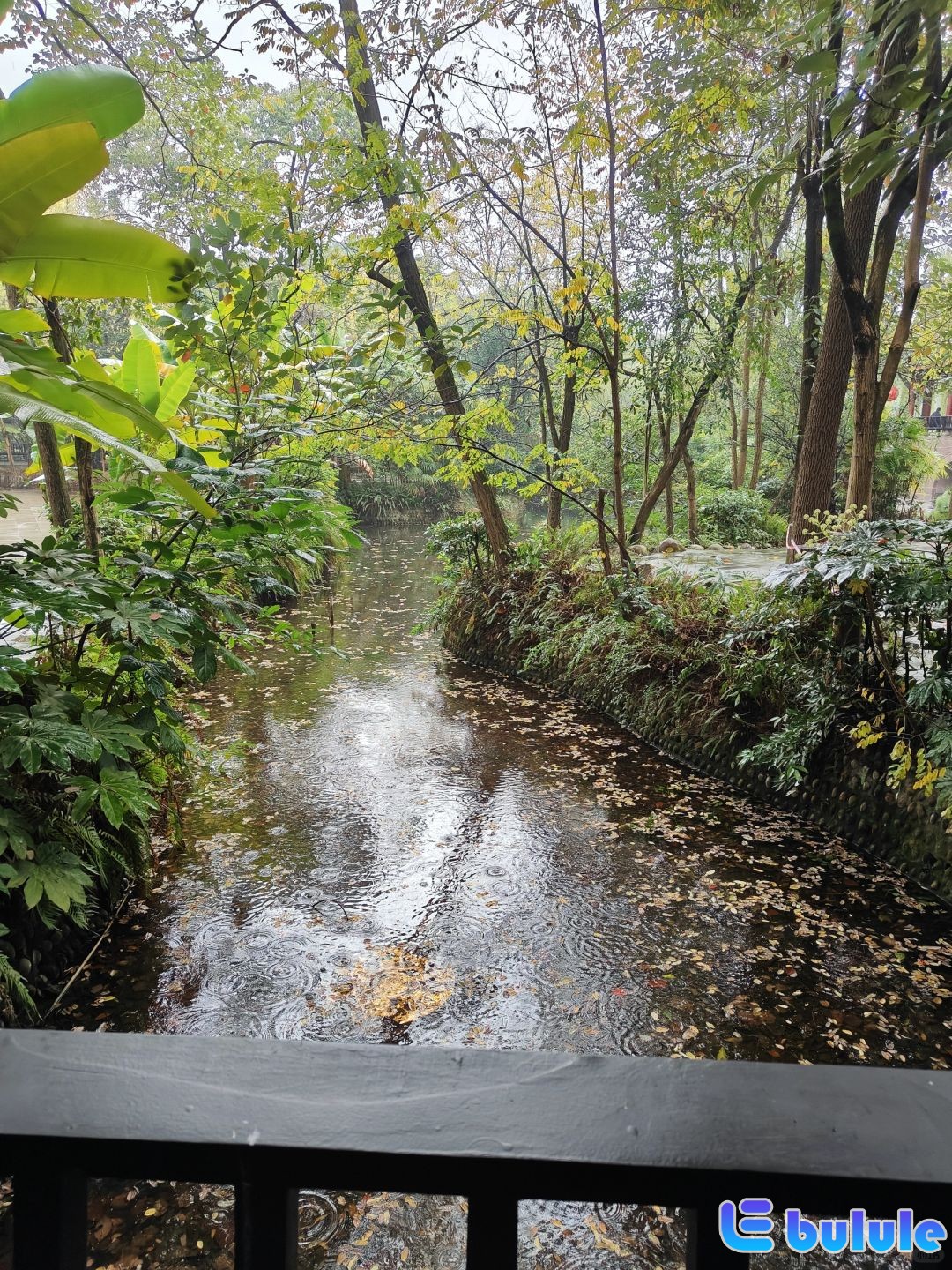 留得残荷听雨声打卡雨中棠湖公园003.jpg